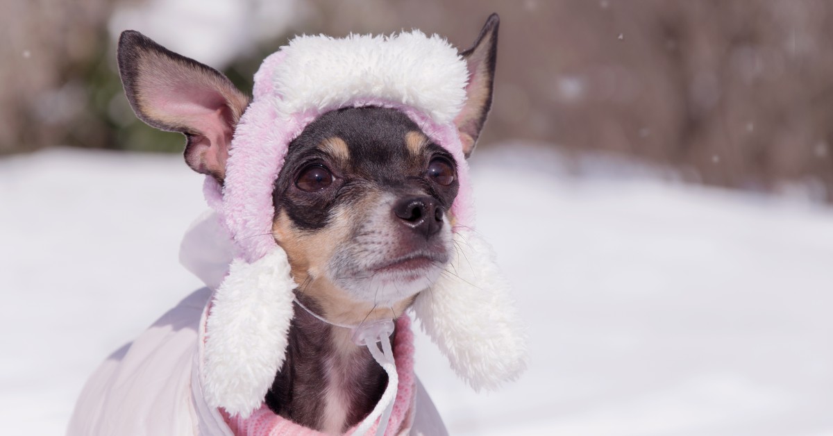 Essential Winter Care Tips for Senior Dogs & Cats